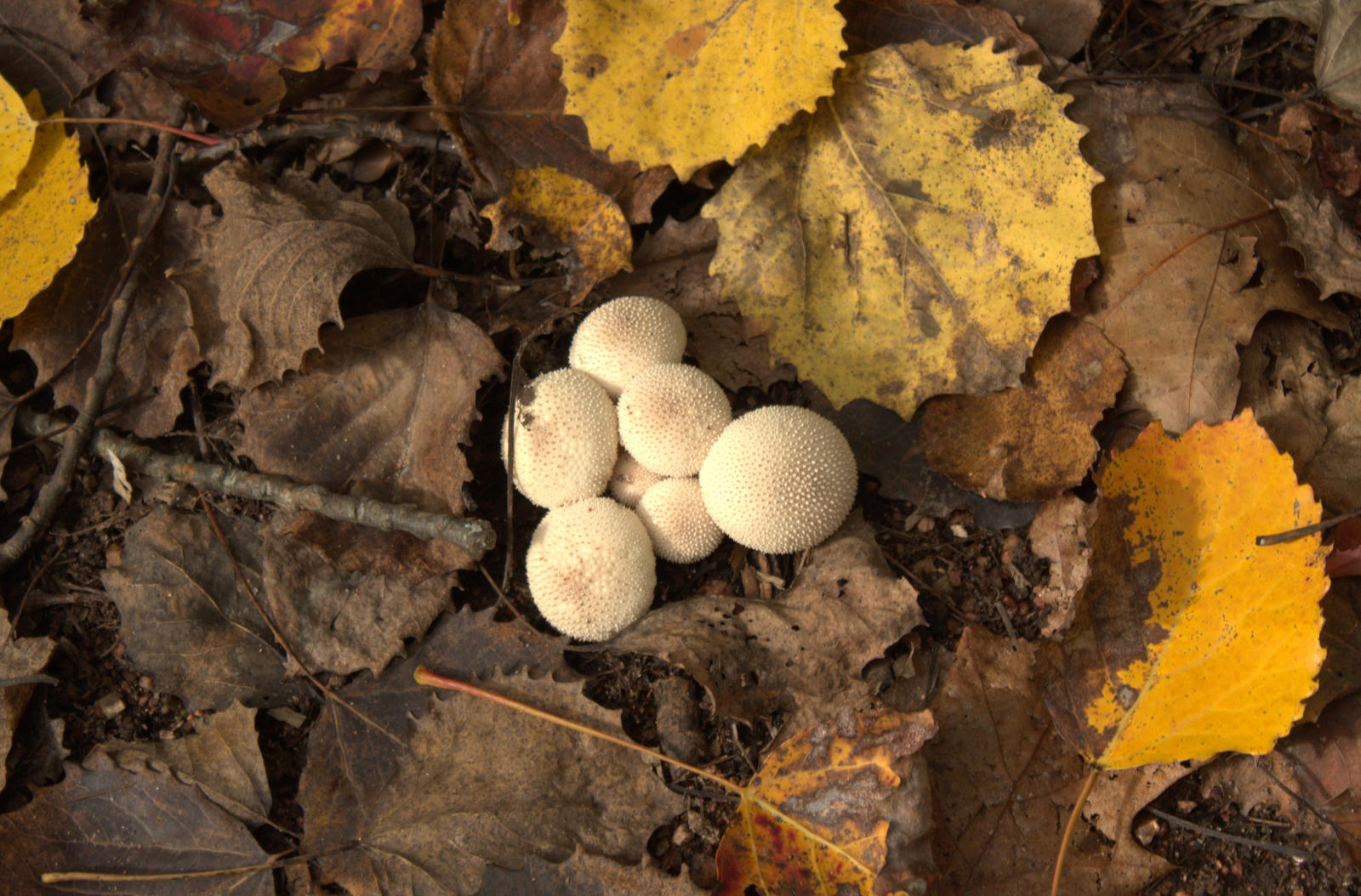 Foreset Floor by StarsAboveThePines on DeviantArt