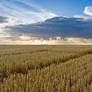 Rays of Wheat