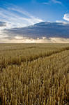 Rays of Wheat by MarkKenworthy