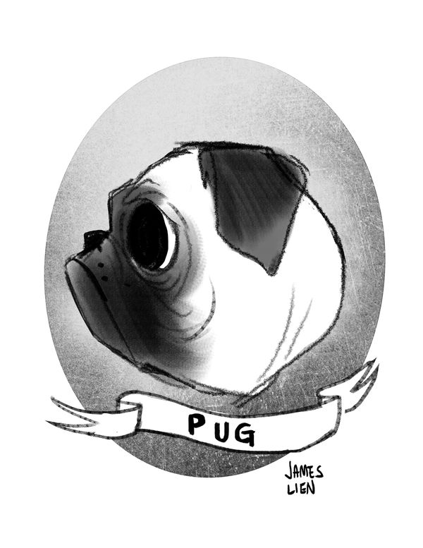 Pug