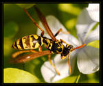 Wasp Cleaning by InsinuatoR