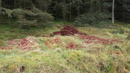 Red Moss.