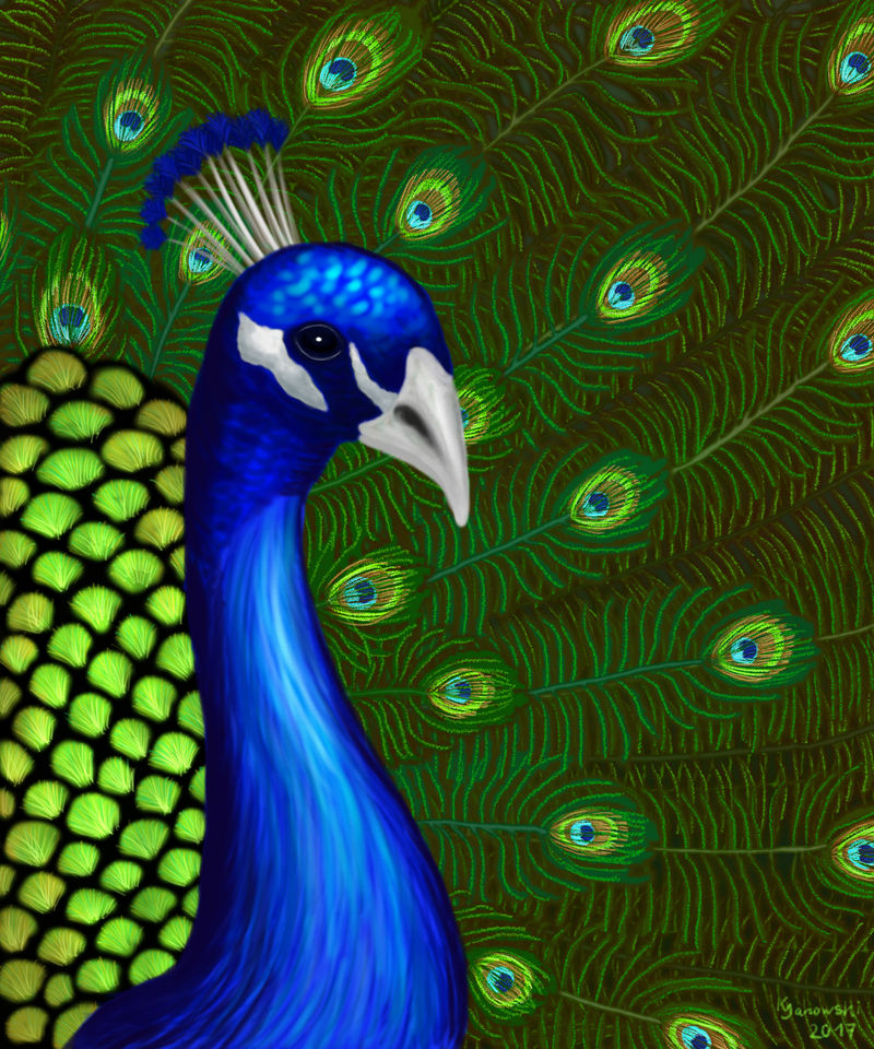 Mixed Media Peacock (watercolor, colored pencil) by leiriin on DeviantArt