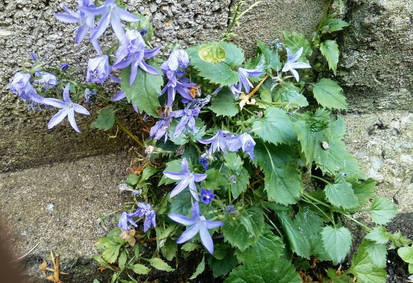 blue star weeds