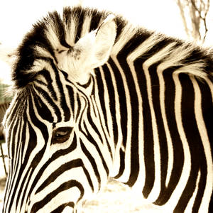 zebra