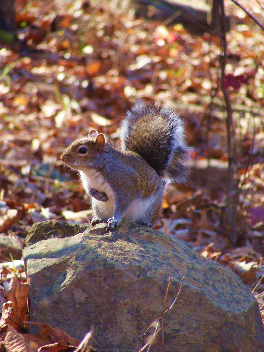 Squirrel: Model Pose 2