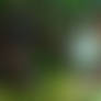Jungle Witch Ritual