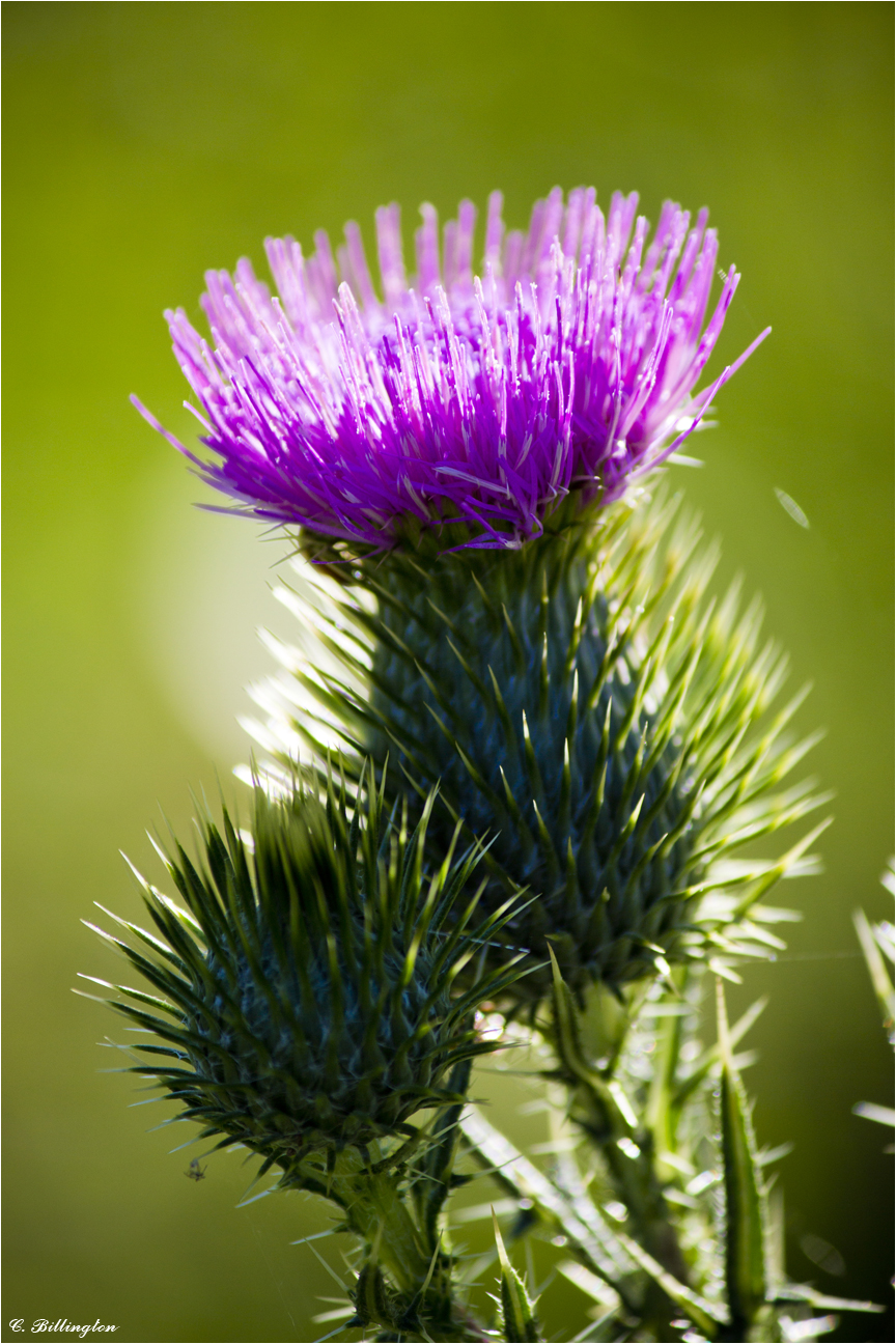 Scotch Thistle