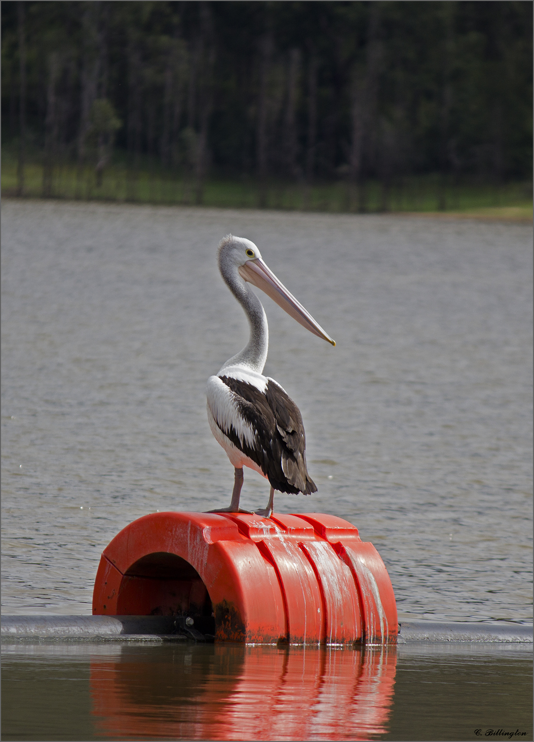 Australian Pelican