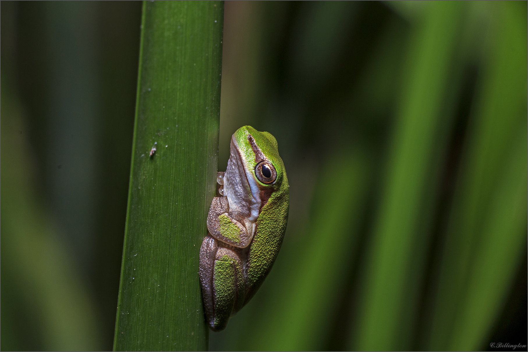 Snarp-snouted Reed Frog