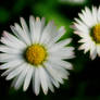 Daisies