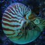 nautilus of the deep