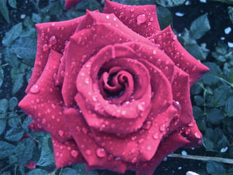 Rain And Rose by SmallGirlInABigWorld