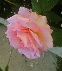 Pink Rose by SmallGirlInABigWorld
