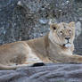 Free Stock - Lioness