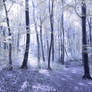 Magic Blue Forest Commission FREE STOCK