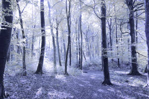 Magic Blue Forest Commission FREE STOCK