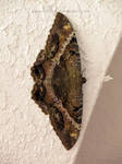 Big Moth? by amiablebug