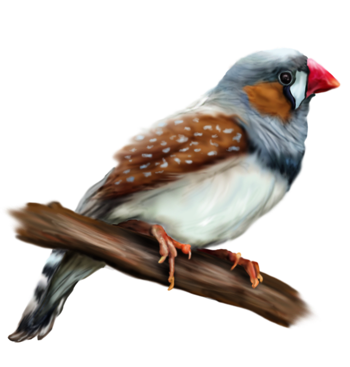 Zebra Finch - Commission