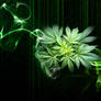 Cannabis WP