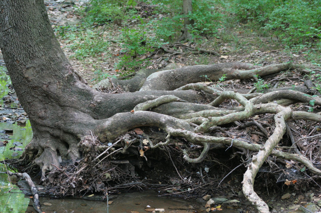 Cthulhu Tree by Loki1975 on DeviantArt