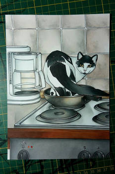 Cat in a pan