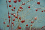 fall by DashaKor