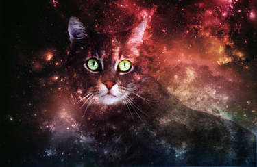 Galaxy Cat background