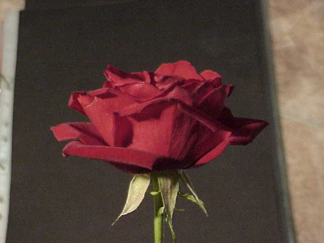 Rose 08