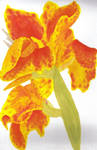 Canna Lillies by Peachfuzz