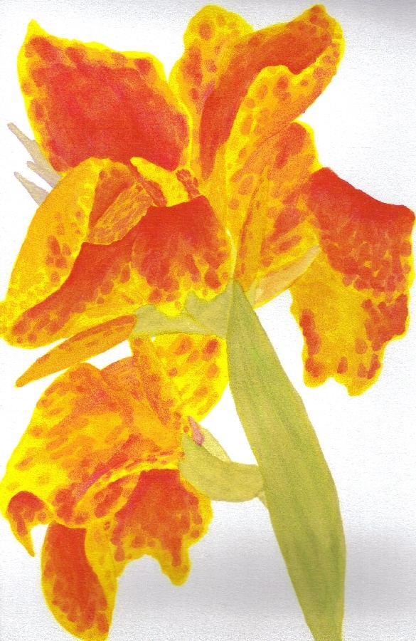 Canna Lillies