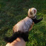 Ferret fun