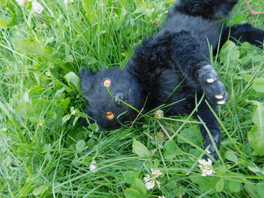 Playing in the Clover