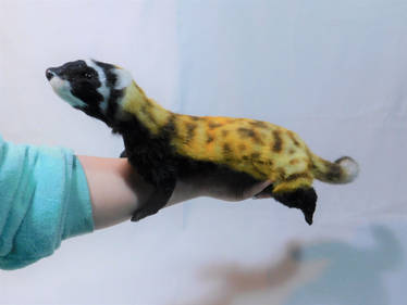 Marbled Polecat