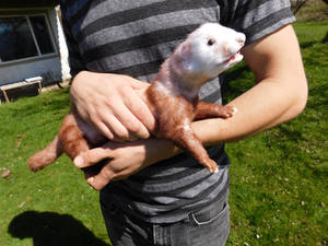 Cinnamon Ferret