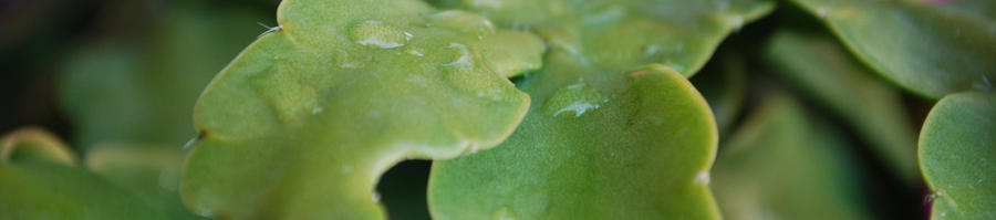 Watery Leaves