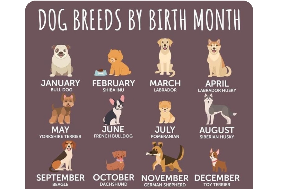 Your dog breed based off your birth month by clintandsabretooth on ...