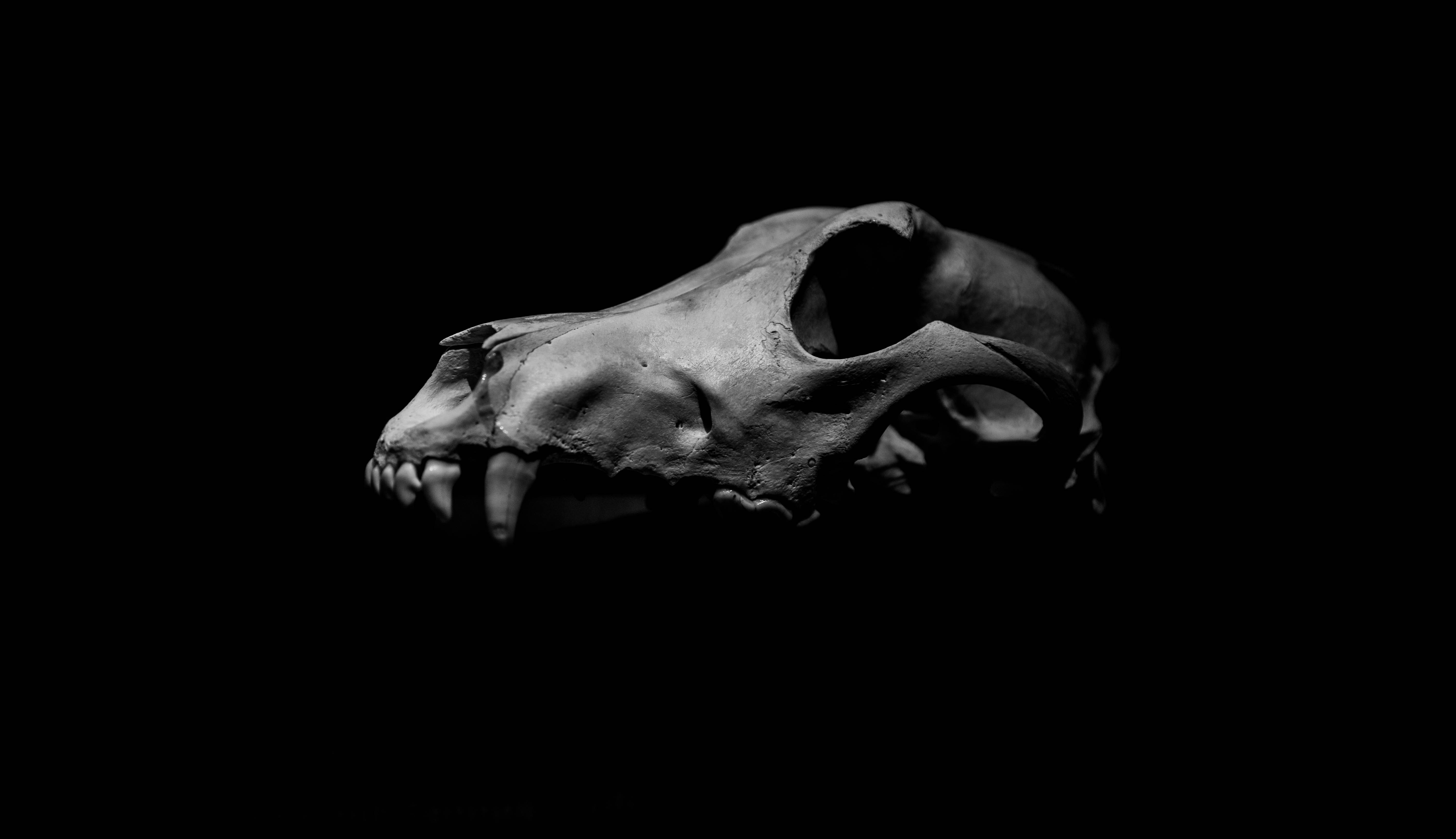 wolf skull black and white