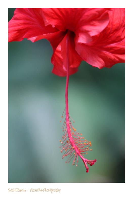 Red Hibiscus