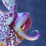 Spotted Elephant Orchid