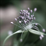 Pastel Flower - Allium by webworm