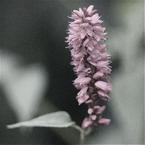 Pastel Flower - Polygonum