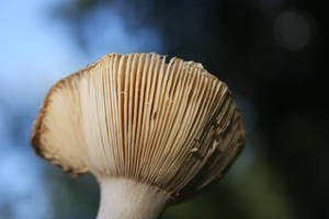 Mushroom