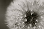 Dandelion by webworm