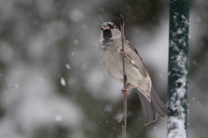 Passer Domesticus