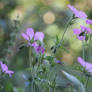 Lilac Dancers