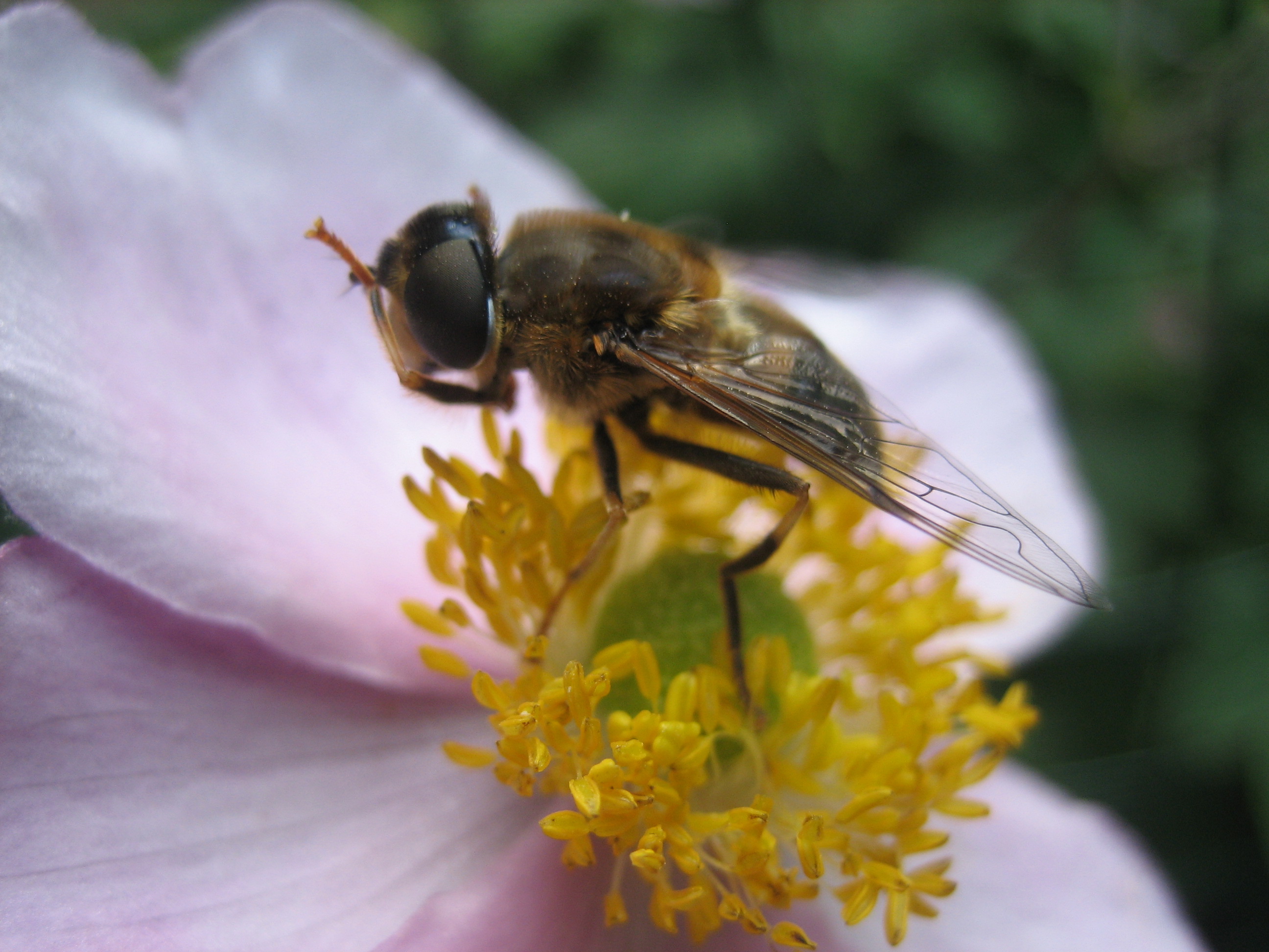 Praying Bee