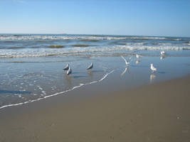 Dutch Seagulls