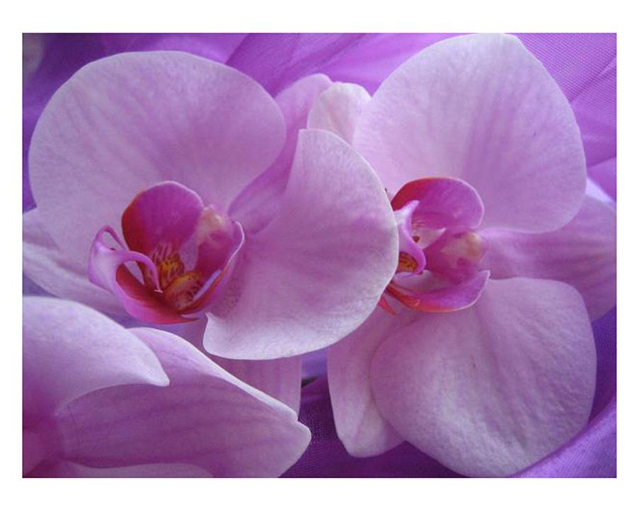 Darling Orchids