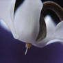 White Cyclamen